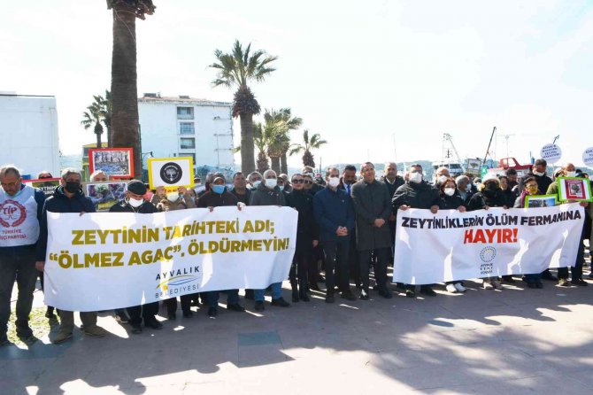 Ayvalık’ta “Zeytin Ağacı” Eylemi