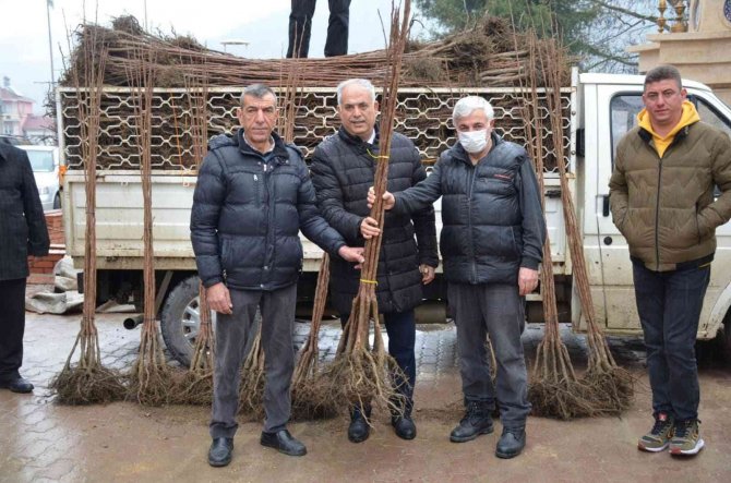 Bilecik’te 4 Bin 150 Adet Cennet Hurması Dağıttı