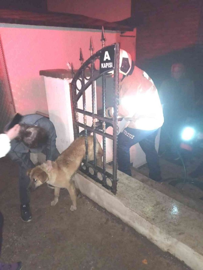 Erdek’te Kapı Demirine Sıkışan Köpeğin İmdadına İtfaiye Yetişti