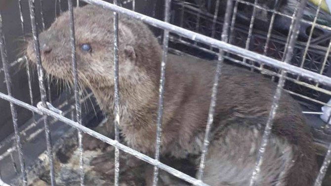 Sokak Köpeklerinin Yaraladığı Su Samuru Tedavi Edildi