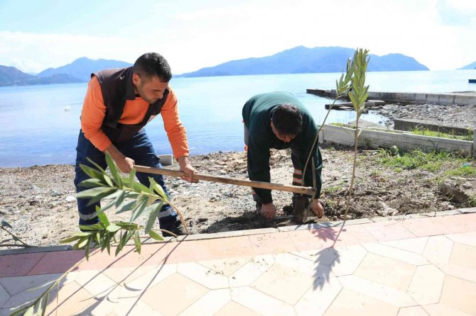 Marmaris Uzunyalı’yı Zakkumlar Süsleyecek