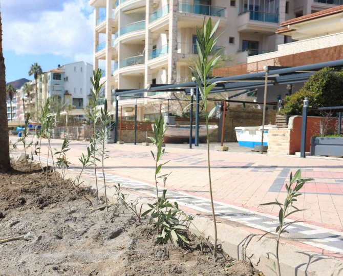 Marmaris Uzunyalı’yı Zakkumlar Süsleyecek