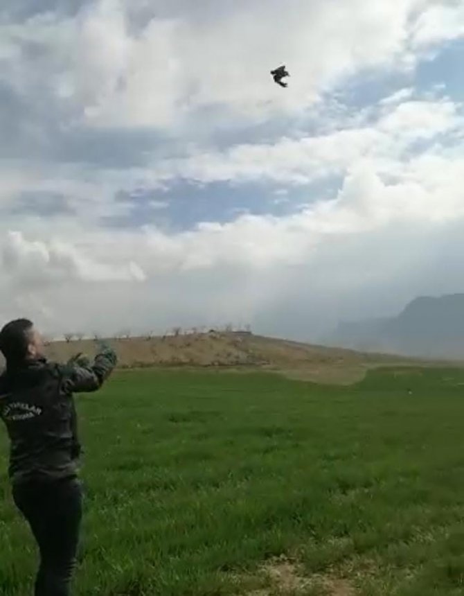 Siirt’te Yaralı Bulunan Kuzgun Tedavisinin Ardından Doğaya Salındı