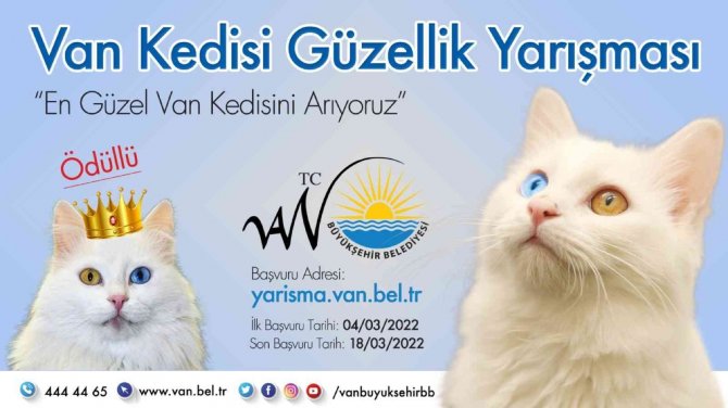 Van Kedisi Güzellik Yarışması