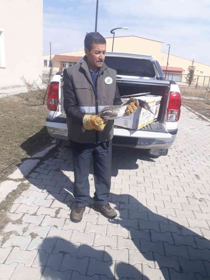 Yaralı Bahri Kuşu Tedavi Altına Alındı