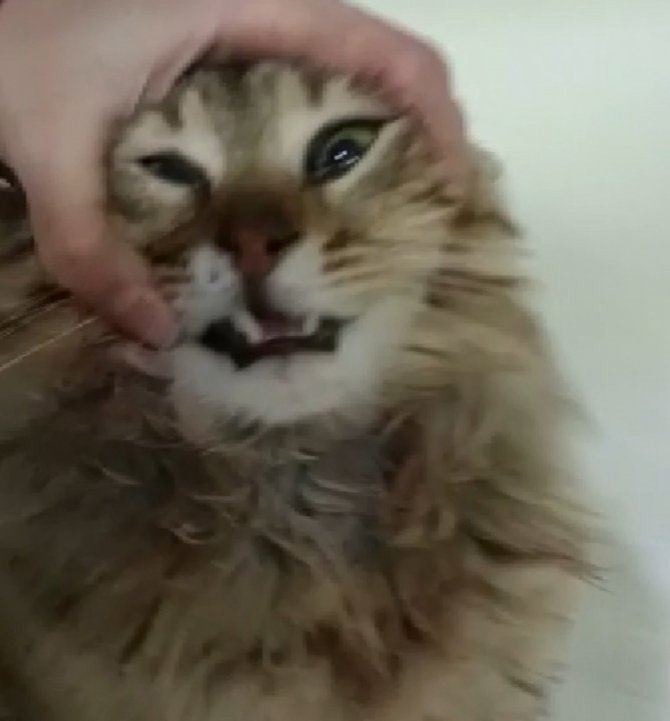Dokuzuncu Kattan Aşağıya Düşen Kedi Hayata Tutunmayı Başardı