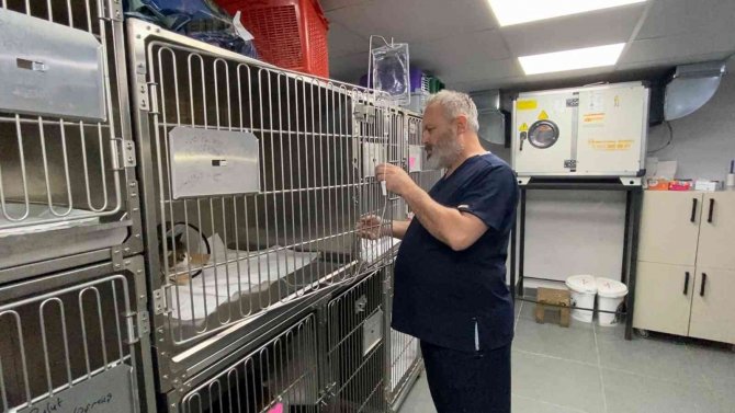 Dokuzuncu Kattan Aşağıya Düşen Kedi Hayata Tutunmayı Başardı