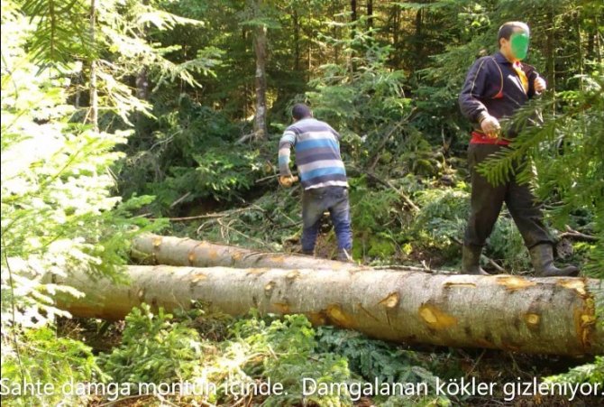 Kesilen Ağaçlara Sahte Damga Bastılar, Fotokapana Yakalandılar