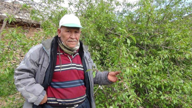 Mersin’de Yangın Bölgesinde Çağla Hasadı