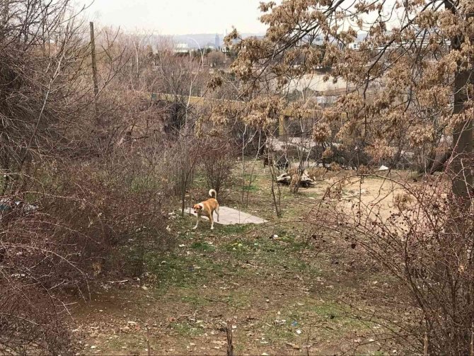 Çankaya’da Yine Köpek Saldırısı