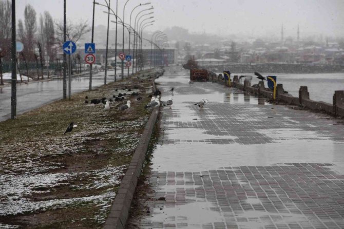Van Gölü’ne Martılar Akın Etti