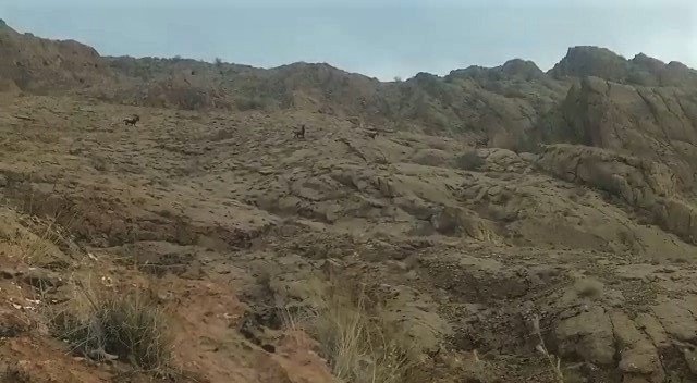 Elazığ’da Koruma Altındaki Dağ Keçileri Sürü Halinde Görüntülendi