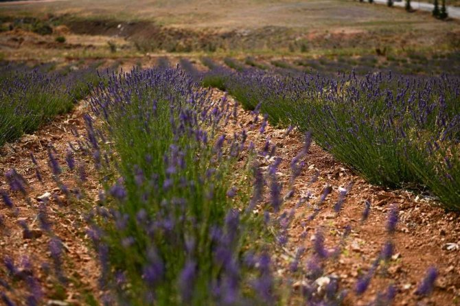 Elbistan’a Türkiye’nin En Büyük Lavanta Vadisi Kuruldu