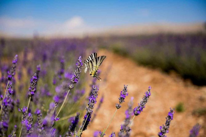 Elbistan’a Türkiye’nin En Büyük Lavanta Vadisi Kuruldu