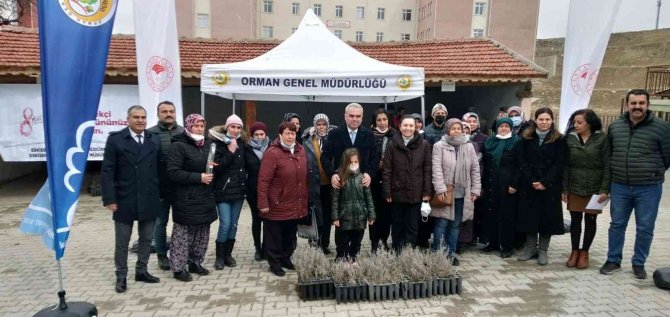 Seyitgazili Kadınlara Lavanta Fidanı Dağıtıldı