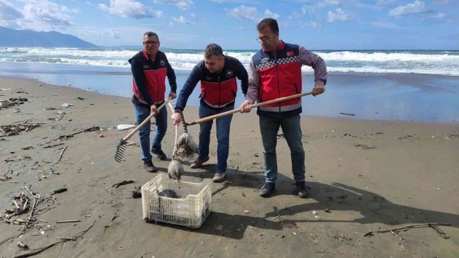 Hatay’da Sahile Vuran Ölü Denizanaları İncelemeye Alındı