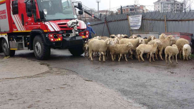 Kartal’da Adak Kurban Satış Yerinde Yangın Çıktı, Hayvanlar Son Anda Kurtarıldı
