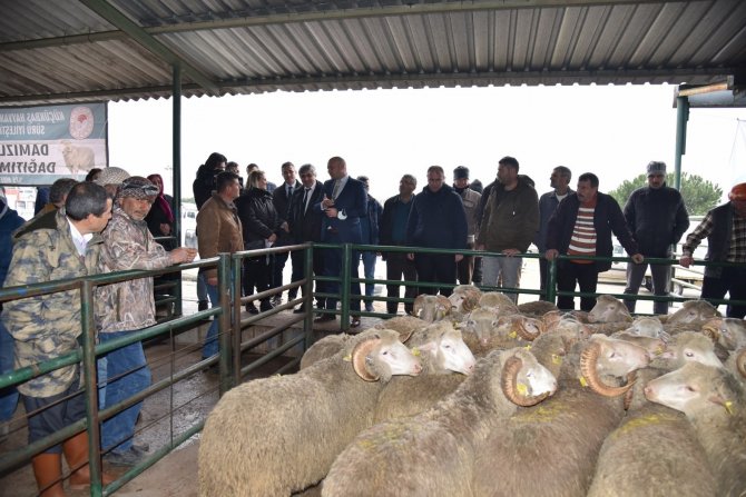 Üreticiye Damızlık Koç Desteği