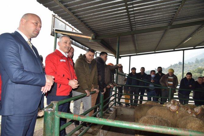 Üreticiye Damızlık Koç Desteği