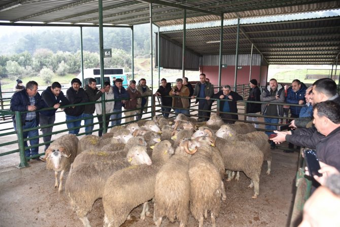 Üreticiye Damızlık Koç Desteği