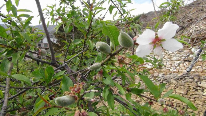Mersin’de Yangın Bölgesinde Çağla Hasadı