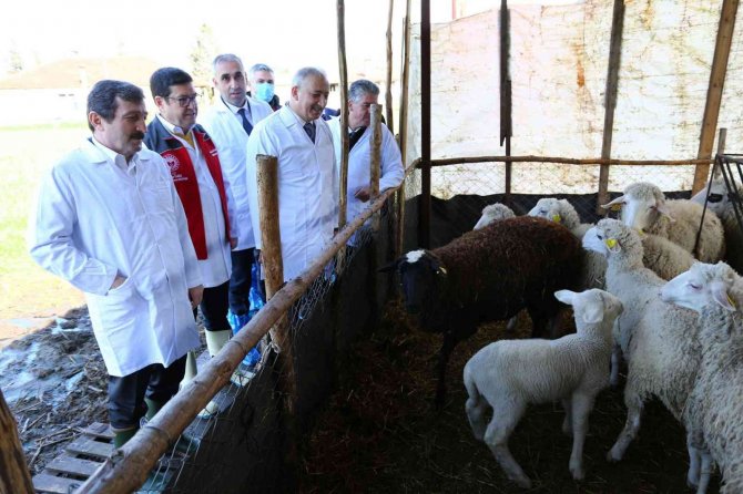 ‘Buzağı Kalkanı’ Projesinin Tanıtımı Yapıldı