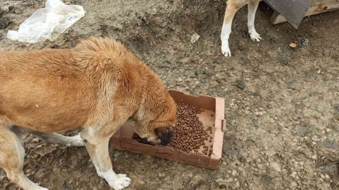Jandarmadan Sokak Hayvanlarına Şefkat Eli