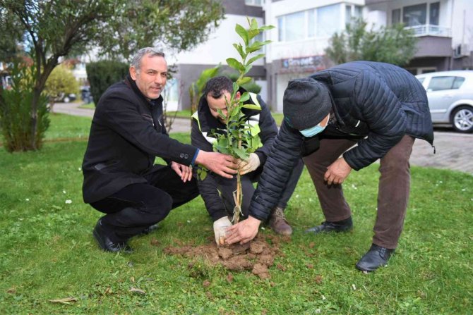 Başkan Tören: “Kentimizin Yeşil Varlığını Önemsiyoruz”