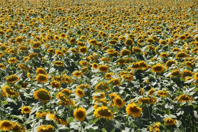 Ayçiçeğinde Destek Kararı Kütahya’da Sevinçle Karşılandı