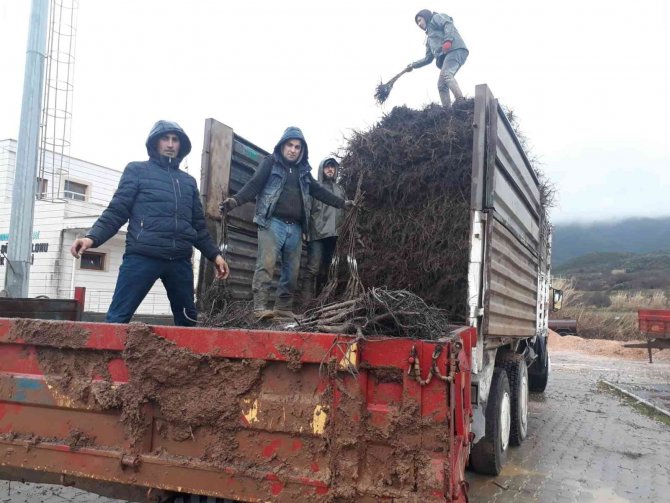 Ceviz Üretim Alanlarını 2 Katına Çıkaracak Projede Fidan Dağıtımları Tamamlandı