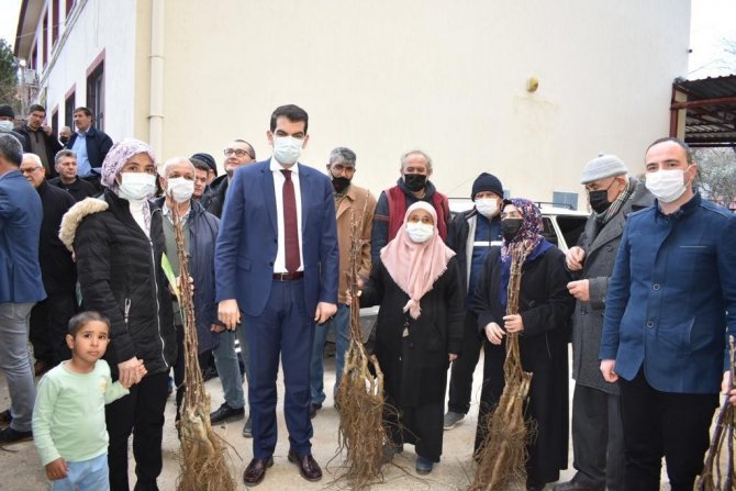 Ceviz Üretim Alanlarını 2 Katına Çıkaracak Projede Fidan Dağıtımları Tamamlandı