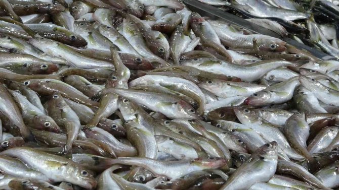 Karadeniz’de Balık Azlığı, Tezgâhlara Yansıdı