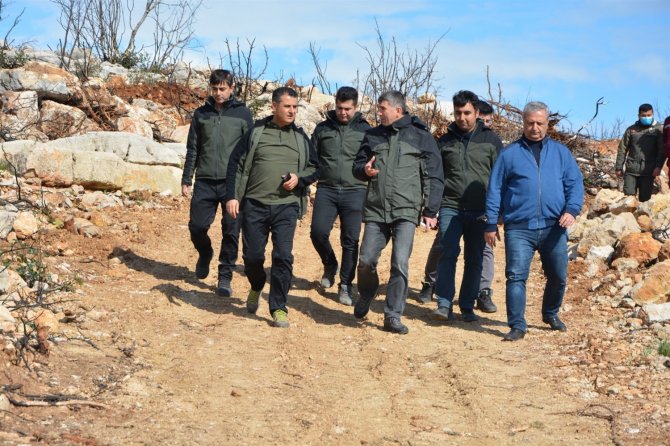Aydıncık’ta Yanan Alanlara 70 Bin Keçiboynuzu Fidanı Dikildi