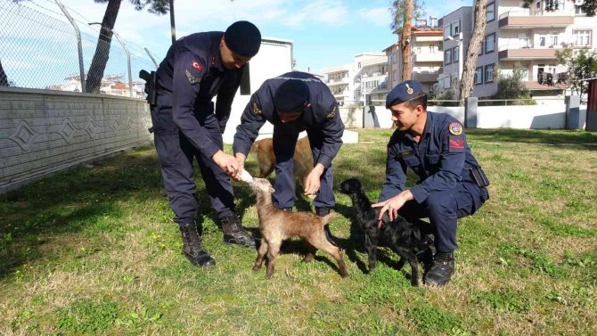 Oğlakları Jandarma Biberonla Besliyor