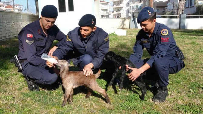 Oğlakları Jandarma Biberonla Besliyor