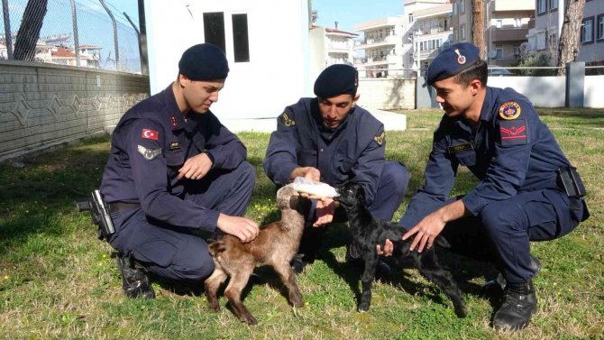 Oğlakları Jandarma Biberonla Besliyor