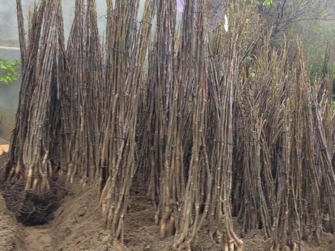 Ceviz Ve Badem Bahçesi Yatırımlarına Devlet Desteği