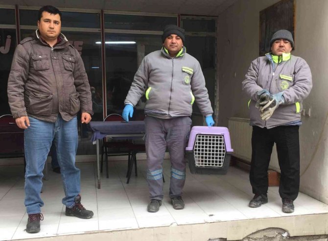 İ̇şyeri Önünde Doğum Yapan Kediye Sahip Çıktılar
