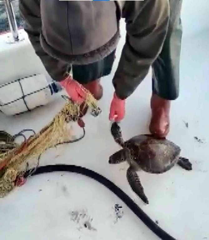 Ağlara Takılan Kaplumbağayı Tekrar Denize Bıraktı