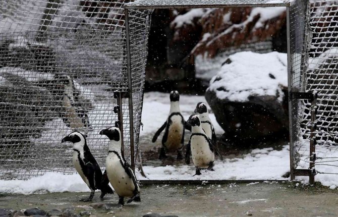 Bursa’da Kar Altında Penguenlerin Beslenme Saati