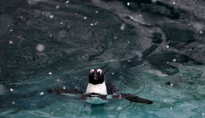 Bursa’da Kar Altında Penguenlerin Beslenme Saati
