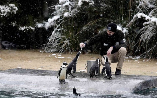 Bursa’da Kar Altında Penguenlerin Beslenme Saati