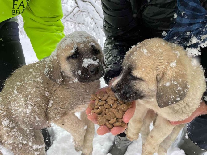 Fatsa’da Sokak Hayvanları Unutulmadı