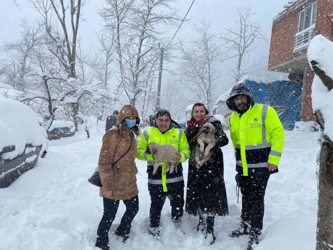Fatsa’da Sokak Hayvanları Unutulmadı
