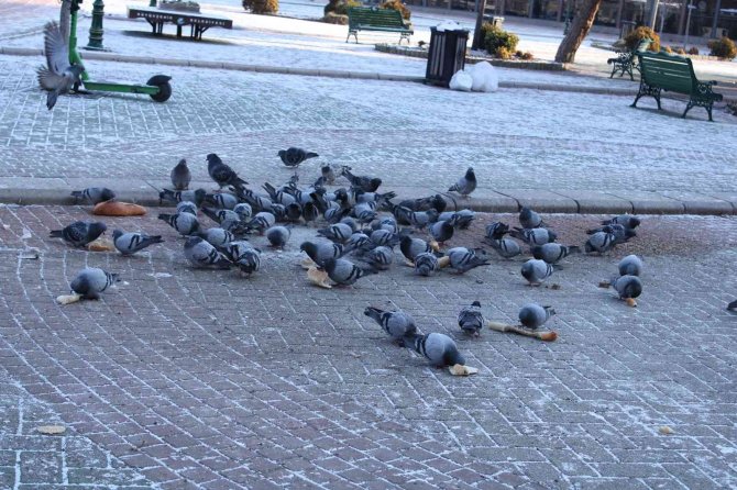 Güneşin Doğmasıyla Beraber Güvercinler De Beslenme Telaşına Düştü