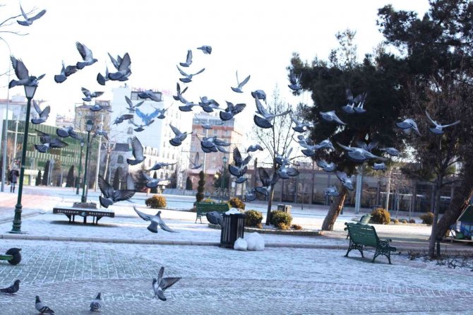 Güneşin Doğmasıyla Beraber Güvercinler De Beslenme Telaşına Düştü