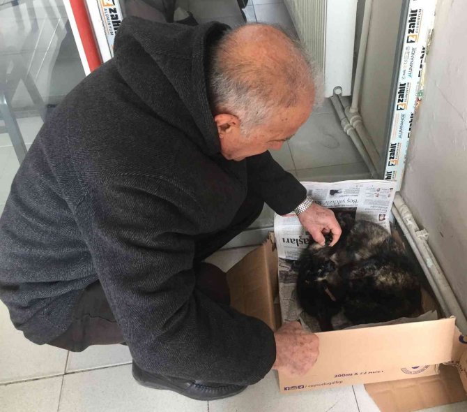 İ̇şyeri Önünde Doğum Yapan Kediye Sahip Çıktılar