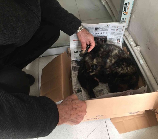 İ̇şyeri Önünde Doğum Yapan Kediye Sahip Çıktılar