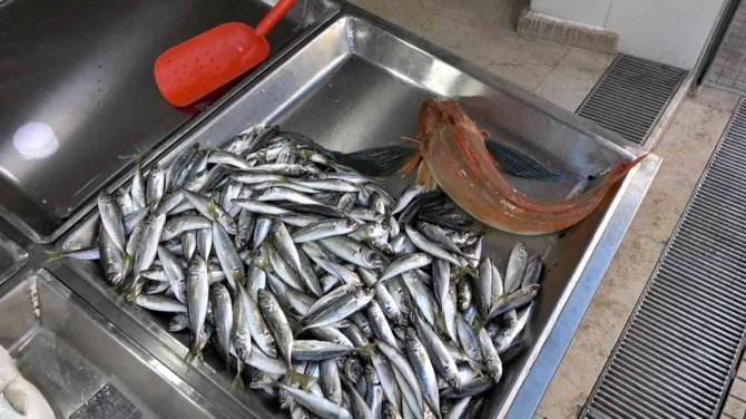 Nadir Bulunan Kırlangıç Balığı Ağlara Takıldı