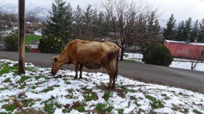 Batman’da Sığır Besicilerine Ücretsiz Suni Tohumlama Desteği